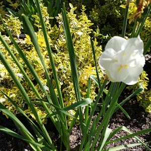 Carol Weare: The very last daffodil flower in the garden.