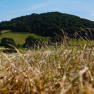 08. In the Hay