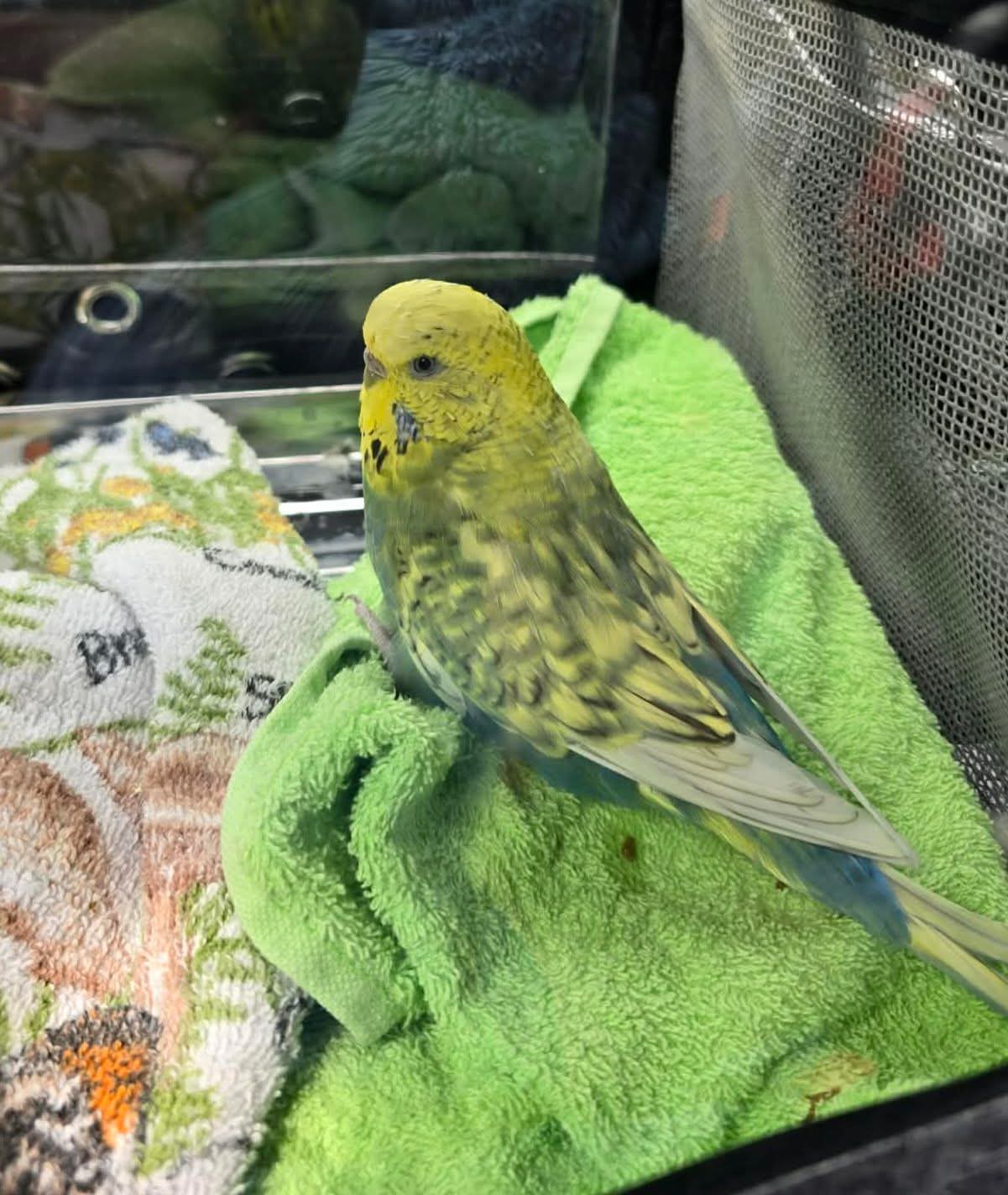 Buddy — Budgie | Adopted 15 June 2026 💚