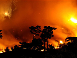 Forest fire