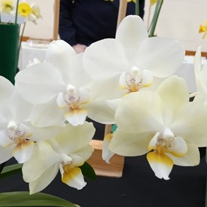 Mannings Heath & District Horticultural Society Photo Gallery