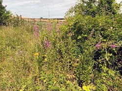 Lots of native wildflowers growing everywhere at this time of year. ©EH