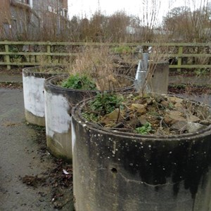 GST chose these concrete containers outside the centre's back gate for our RHS Greening Up Grey Britain activity in 2017.