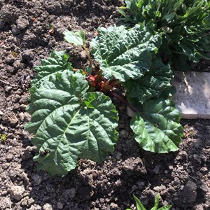 John Audsley: Rhubarb - I never have much luck with rhubarb, but a kind neighbour gave me this plant last autumn and I remain hopeful.