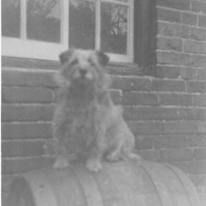 Red Lion, dog on a barrel