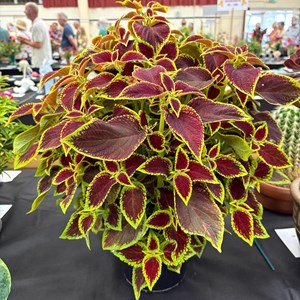 Mannings Heath & District Horticultural Society Photo Gallery