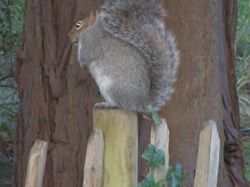 One of the many grey squirrels
