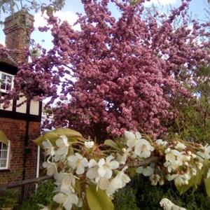 Moston Parish Council Moston in Bloom