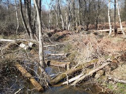 Cannock Wood Parish Council Nature and wildlife