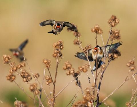 Brinkburn & Hesleyhurst Community