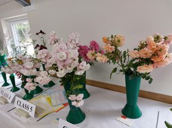 Bucklebury and Marlston Horticultural Society Summer Show Report and Awards 2025