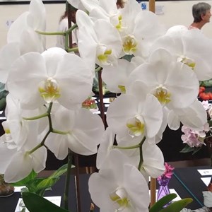 Mannings Heath & District Horticultural Society Summer Show 2025