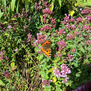 MINTING, GAUTBY & DISTRICT HERITAGE SOCIETY Local Fauna and Flora