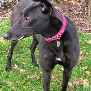 Greyhound Trust Shropshire & Borders Flash