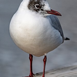 06. All fluffed up