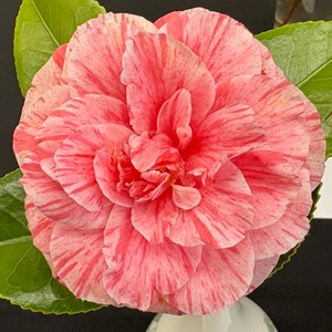 Mannings Heath & District Horticultural Society Photo Gallery