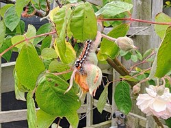 MINTING, GAUTBY & DISTRICT HERITAGE SOCIETY Local Fauna and Flora
