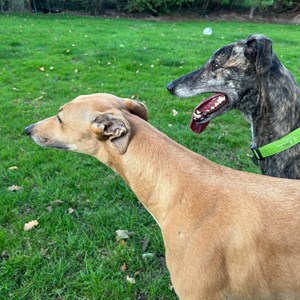Greyhound Trust Shropshire & Borders Boo
