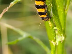 Cinnabar Moth Caterpillar
