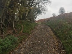 Ancient Hedge in NATs Road