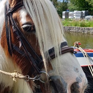 Bettisfield Village Hall Community Association Llangollen Canal