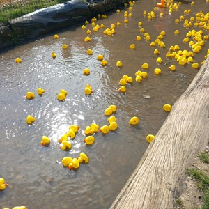 Louth & District Lions Duck Race