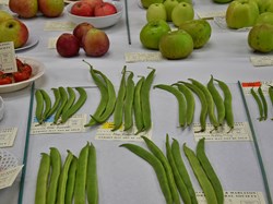 Bucklebury and Marlston Horticultural Society Autumn Show 2024