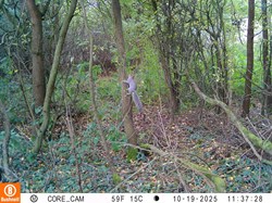 Squirrel climbing a tree