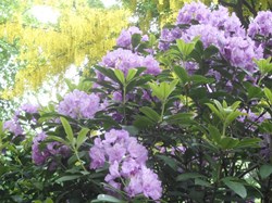 Rhododendron with laburnum in the background.