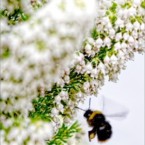 03. April Bee