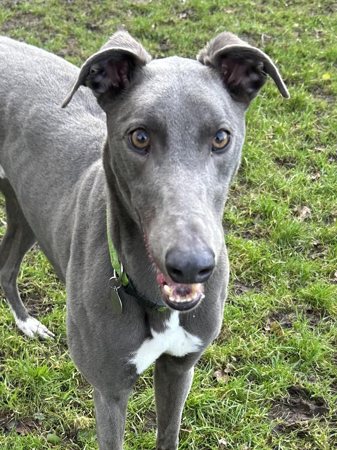 Greyhound Trust Shropshire & Borders Marco - RESERVED