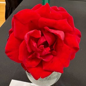 Mannings Heath & District Horticultural Society Photo Gallery