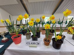 Bucklebury and Marlston Horticultural Society Spring Show Report 2026
