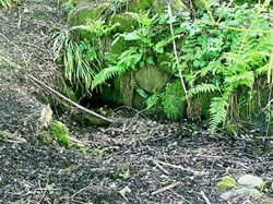 St Andrew's well below Priory Grange