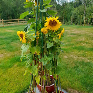 The Plough  Tallest Sunflower Competition 2021