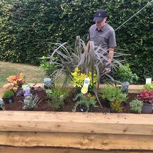 Planters at the crossroads - Cllr Chris Bird planting