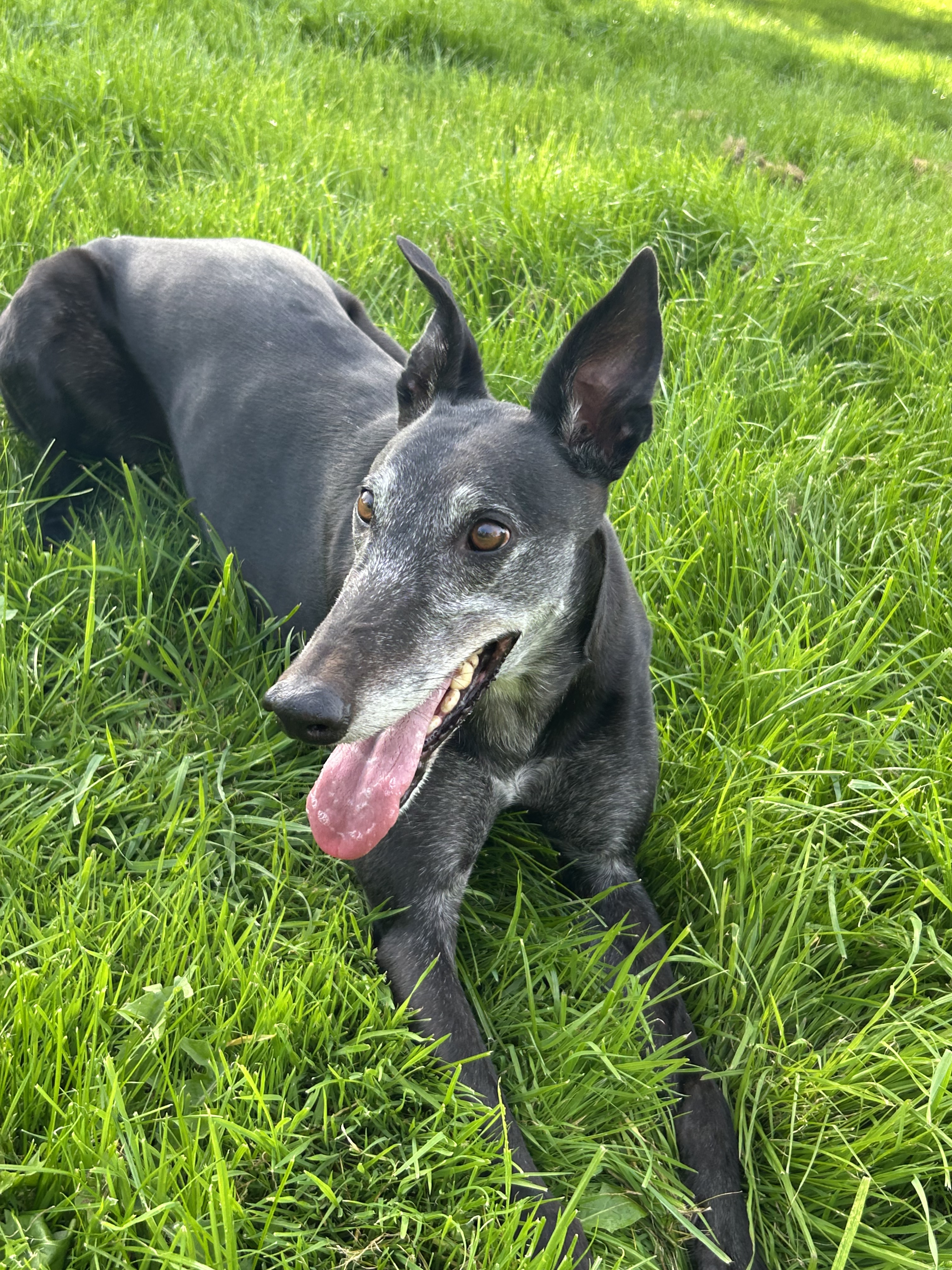 Greyhound Trust Shropshire & Borders Lenny