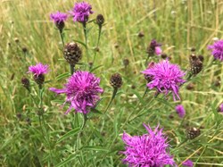 Sustainable Bourne Valley Lush Meadow