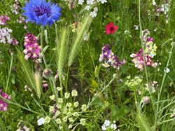 Rodmell Parish Council Rodmell Wildflower Project