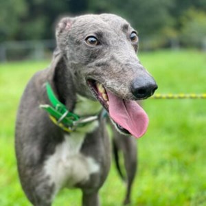 Greyhound Trust Shropshire & Borders Millie - currently at South West Wales.