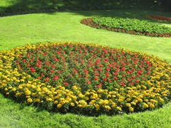 The three circular beds in early July 2020