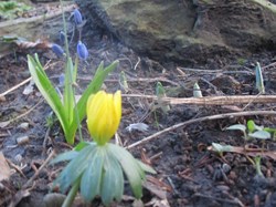 Aconite and Scilla February 2022