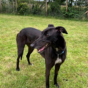 Greyhound Trust Shropshire & Borders Hazel