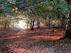 Cannock Wood Parish Council Walks