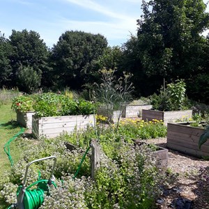 Our raised bed area has worked really well. we grow fantastic parsnips in them. They elp people who have limited movement or are in wheelchairs to get involved in gardening too.