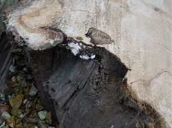 Close up of the trunk slice