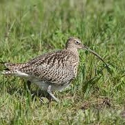 Curlew on ground
