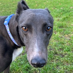 Scally - visit her page for more information.