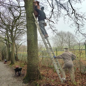 Owl box being erected 2018