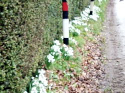 A snowdrop guard of honour along the road. ©PT